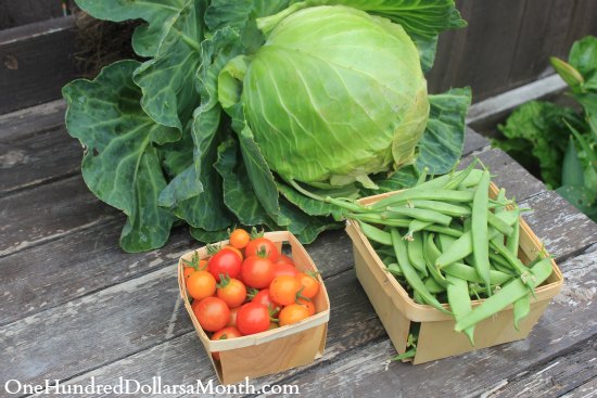 How to Grow Your Own Food – 7/24/2013 Garden Tally