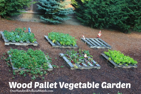 Pallet Gardening – An Abundance of Strawberries!