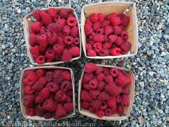 Mondays with Mavis – How to Feed Your Family for $100 a Month – 49