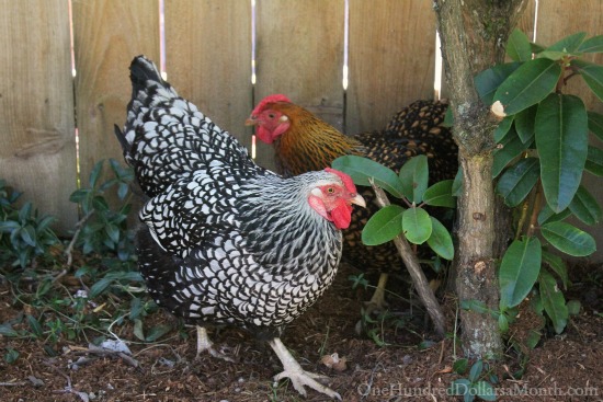 Seattle Chicken Coop and Urban Farm Tour