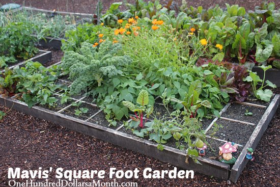 Mavis’ Square Foot Gardening Update