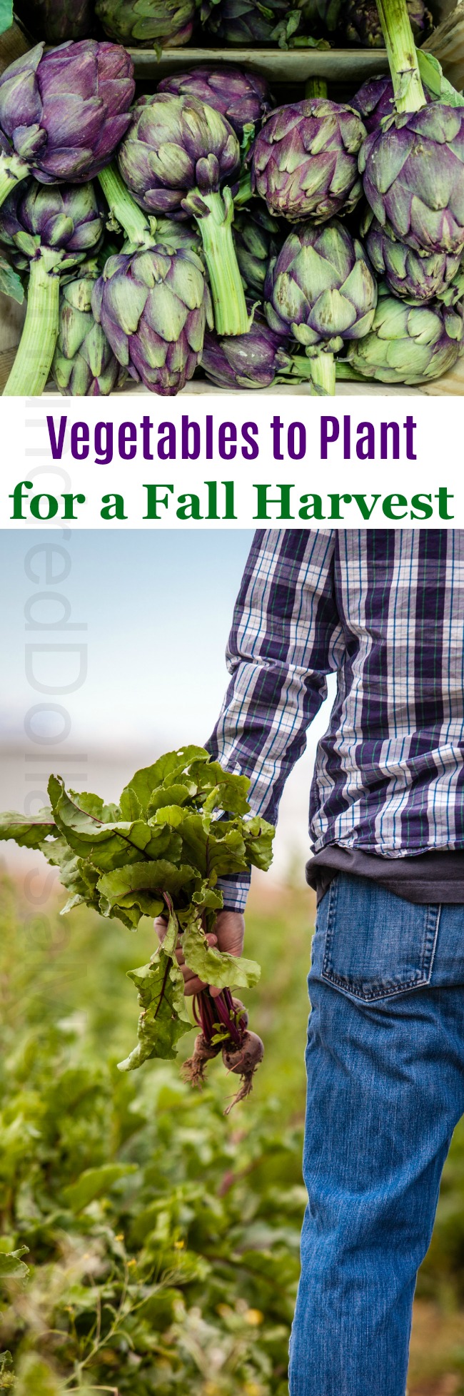 Mavis’ Fall Vegetable Garden – Let’s get this Party Started!