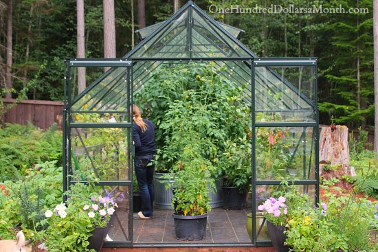 Greenhouse Vegetable Gardening -Tomatoes Cucumbers 