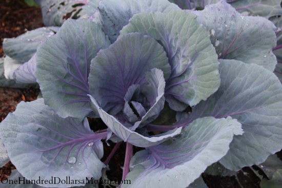 How to Grow Your Own Food – 8/28/2013 Garden Tally