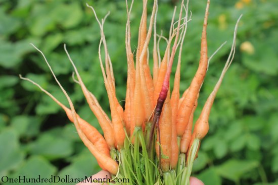 The Origin of Baby Carrots