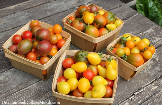 How to Grow Your Own Food – 8/14/2013 Garden Tally