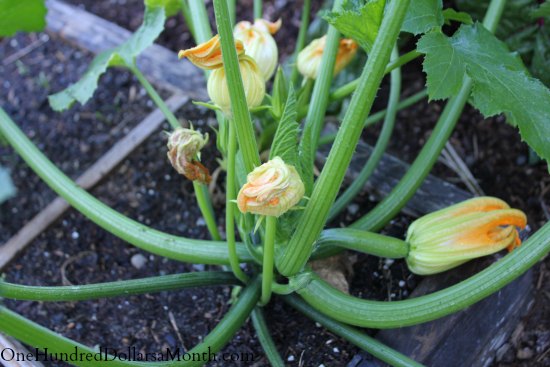 Square Foot Gardening – Fall Peas