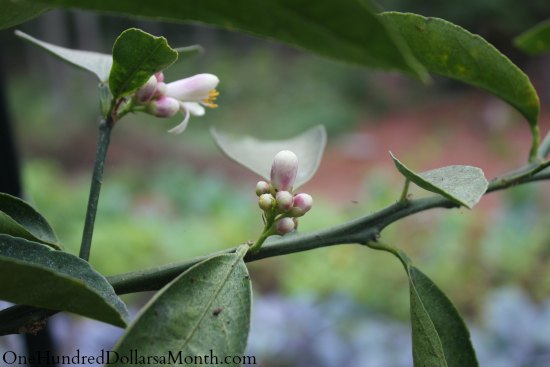 Growing Vegetables in a Greenhouse – Sugar Snap Peas