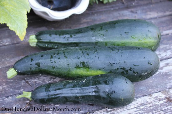 How to Grow Your Own Food – 8/21/2013 Garden Tally