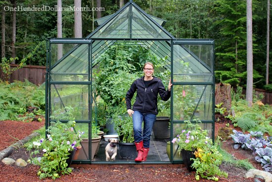 Growing Vegetables in a Greenhouse – Harvesting Tomatoes