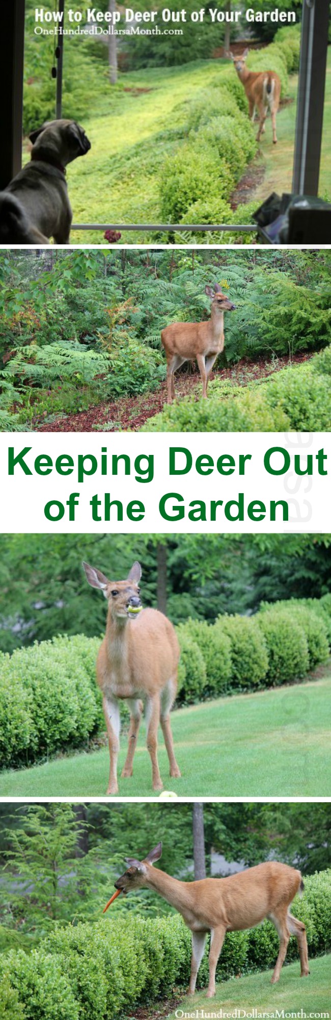 How to Keep Deer Out of Your Garden - Stop Feeding Them! - One Hundred