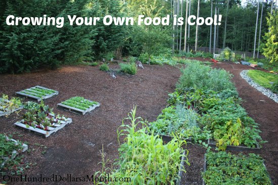 Mavis Butterfield | Backyard Garden Plot Pictures – Week 35 of 52