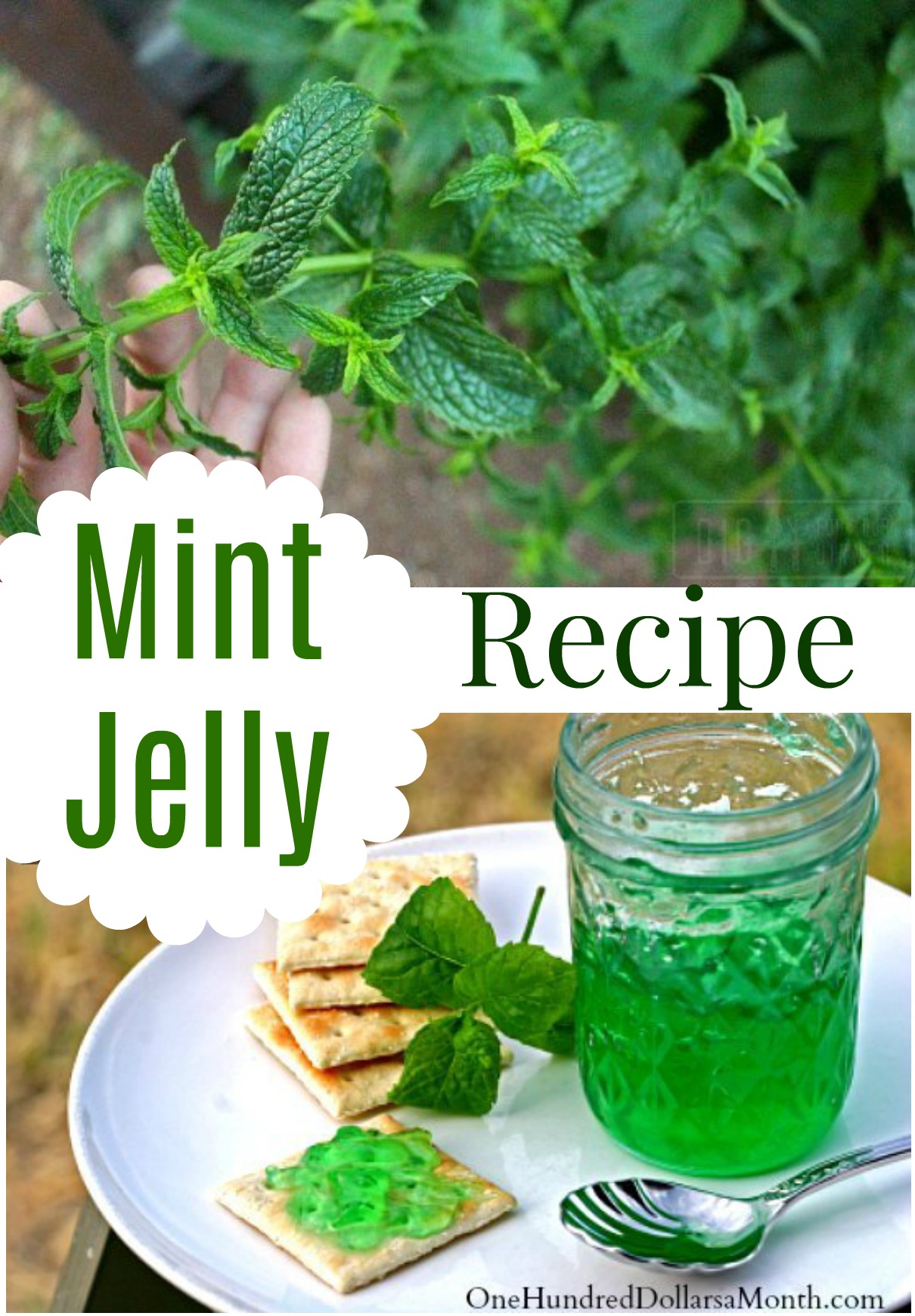 Mint Jelly Recipe - One Hundred Dollars a Month