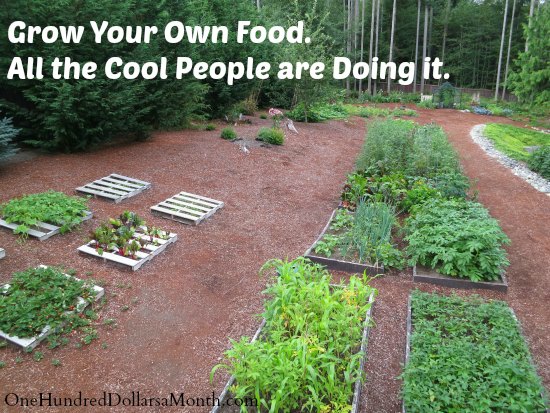 Mavis Butterfield | Backyard Garden Plot Pictures – Week 33 of 52