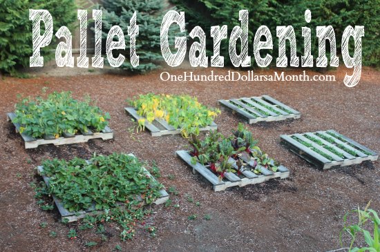Pallet Gardening – The Strawberries are Going Bonkers!