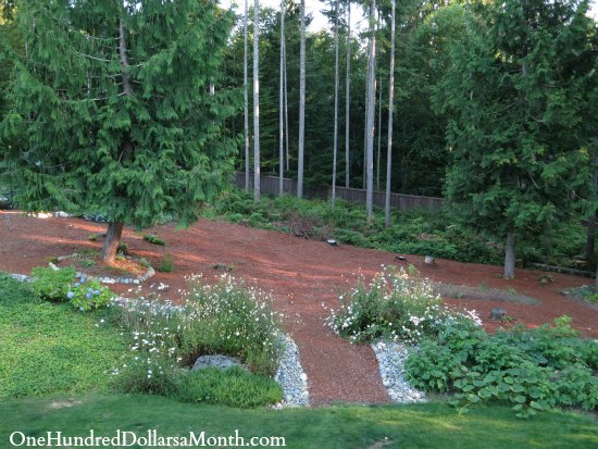 Mavis Butterfield | Backyard Garden Plot Pictures – Week 31 of 52