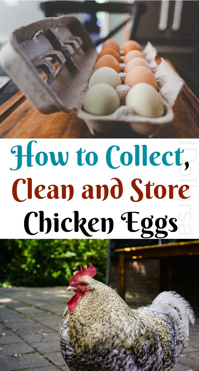 How to Collect, Clean and Store Chicken Eggs