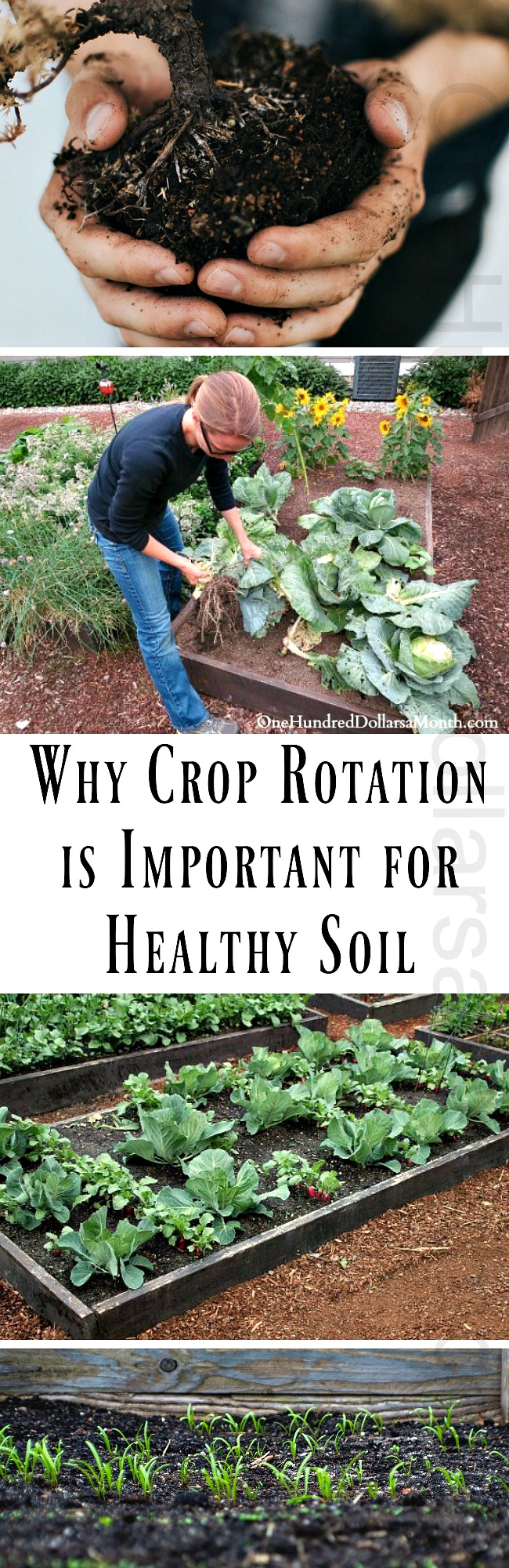 Why Crop Rotation is Important for Healthy Soil