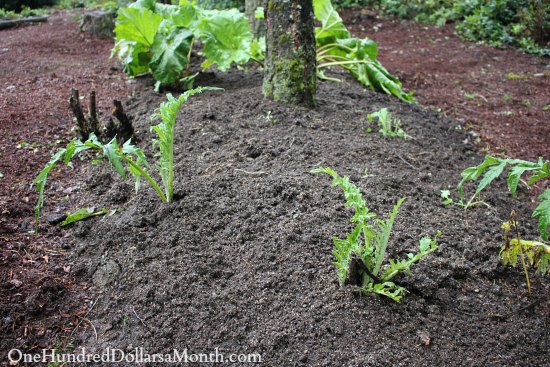 Mavis Garden Blog – Planting a New Artichoke Bed