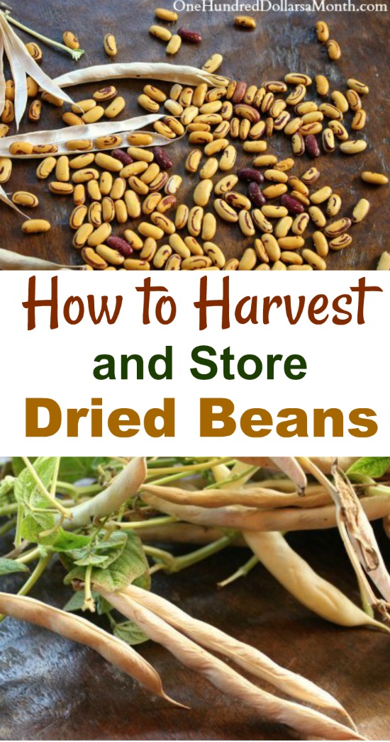 How to Harvest and Store Dry Beans