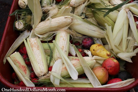 Food Waste In America – I Think I’ll Pass on the Corn This Time