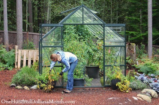 Growing Vegetables in a Greenhouse – Fall Clean Up