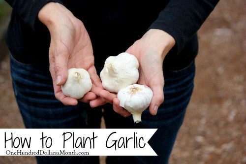 Mavis Garden Blog – How to Plant Garlic