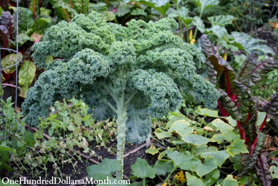 Square Foot Gardening - Giant Zucchini Alert! - One ...