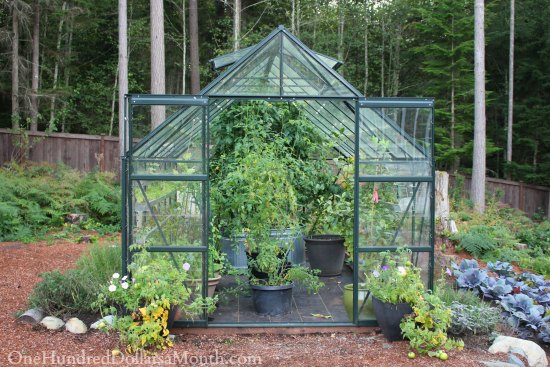 Growing Vegetables in a Greenhouse – Lettuce, Peas, Lemons and Tomatoes