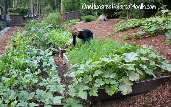 How to Grow Your Own Food – 9/18/2013 Garden Tally