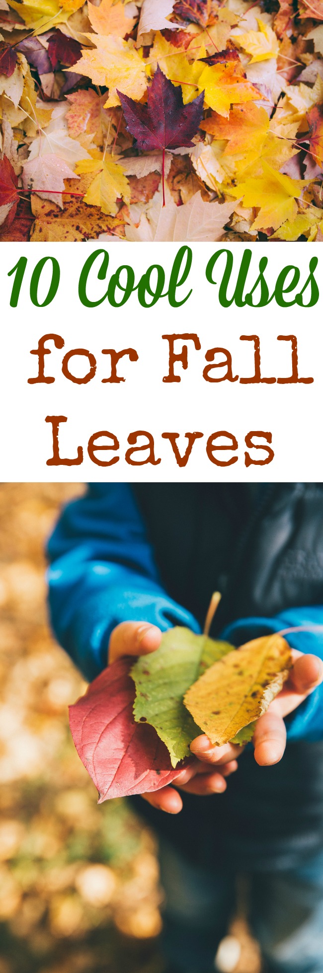 10 Cool Uses for Fall Leaves