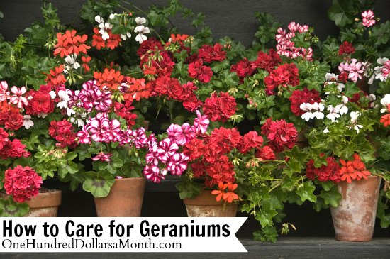 How to Care for Geraniums