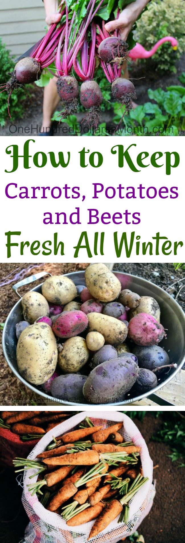 How to Keep Carrots, Potatoes and Beets Fresh All Winter