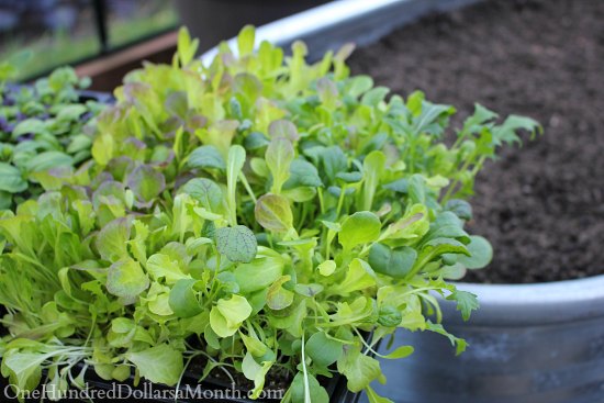 Winter Gardening – Growing Lettuce in a Greenhouse