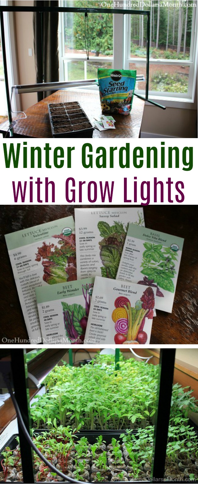 Winter Gardening with Grow Lights – Lettuce, Basil and Beets