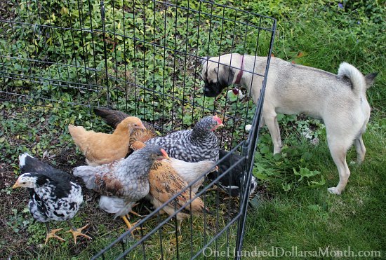 Raising Chickens – Is My Chicken a Rooster?