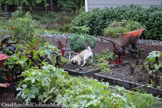 Mavis Garden Blog – Pulling Up Tomato Plants and Re-Planting Strawberries