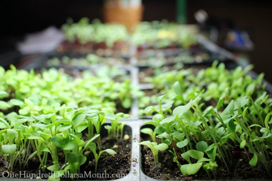 best light for vegetable seedlings best light for vegetable seedlings