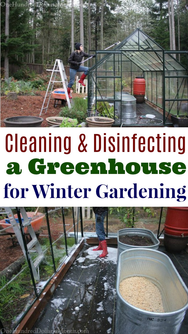 Cleaning and Disinfecting the Greenhouse for Winter Gardening