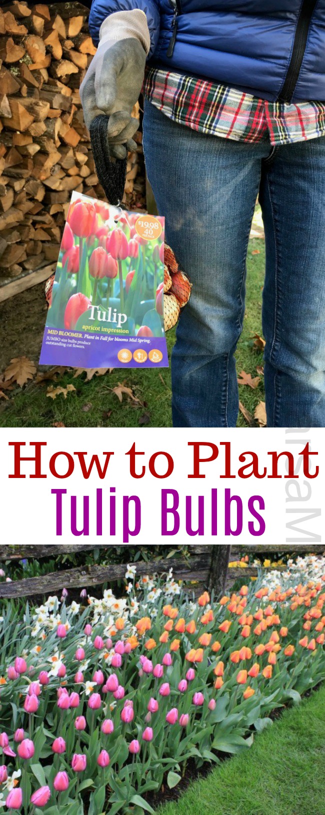 How to Plant Tulip Bulbs