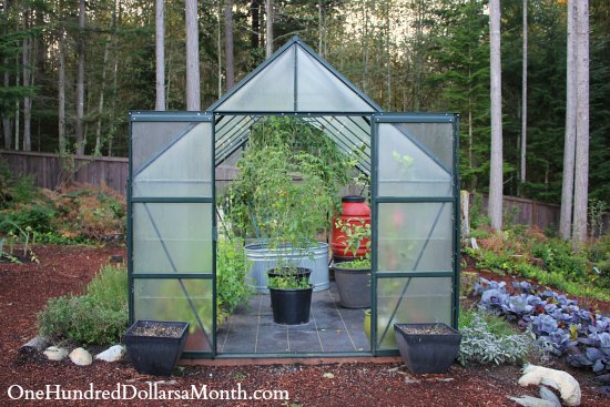 Greenhouse Gardening – Tomatoes in October? No Way!