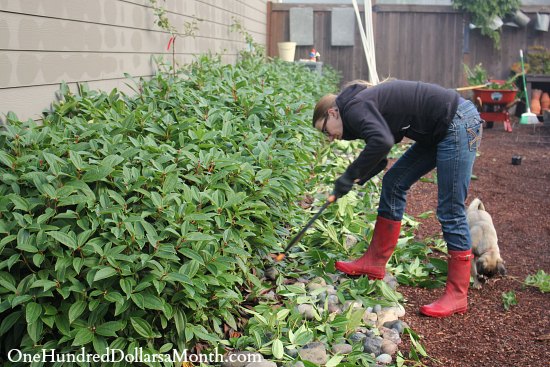 Mavis Butterfield | Backyard Garden Plot Pictures – Week 40 of 52