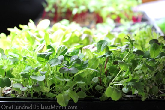 How to Grow Your Own Food – 10/23/2013 Garden Tally