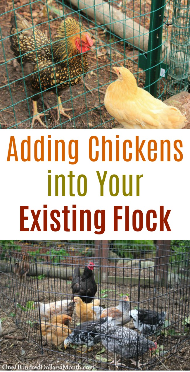 Adding Chickens into Your Existing Flock