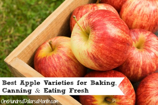 Best Apple Varieties for Baking, Canning and Eating Fresh