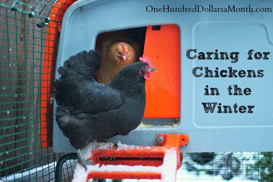 Caring for Chickens in the Winter