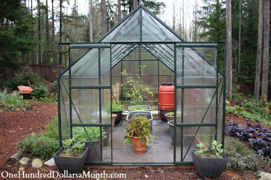 My Winter Greenhouse Garden – Lemons, Lettuce, Spinach, Beets and Peas