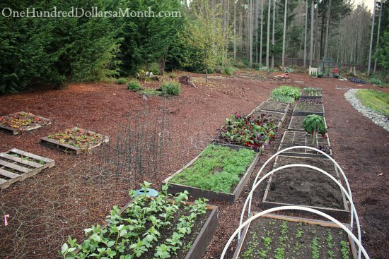 Mavis Butterfield | Backyard Garden Plot Pictures – Week 47 of 52