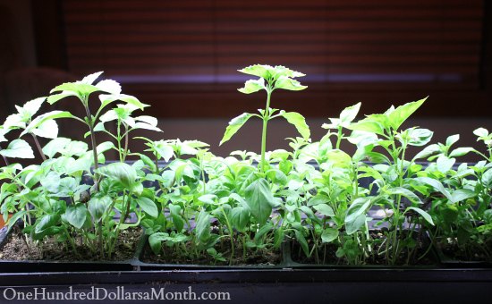 How to Grow Your Own Food – 11/14/2013 Garden Tally