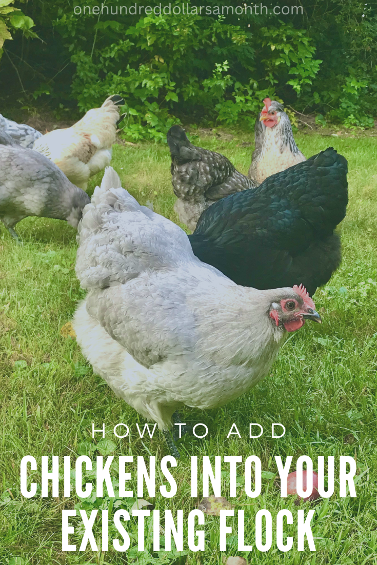 Adding Chickens into Your Existing Flock